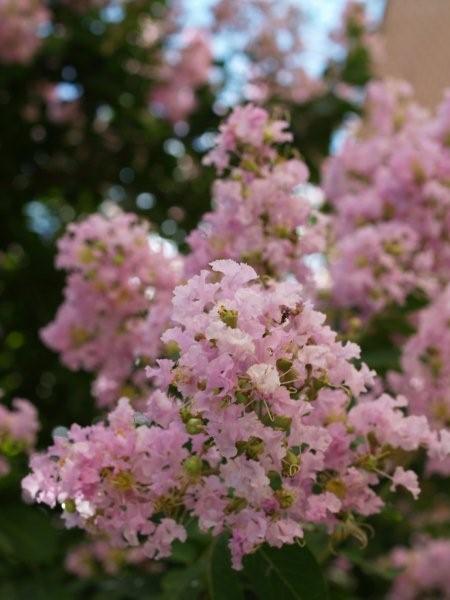 Summer Flowers